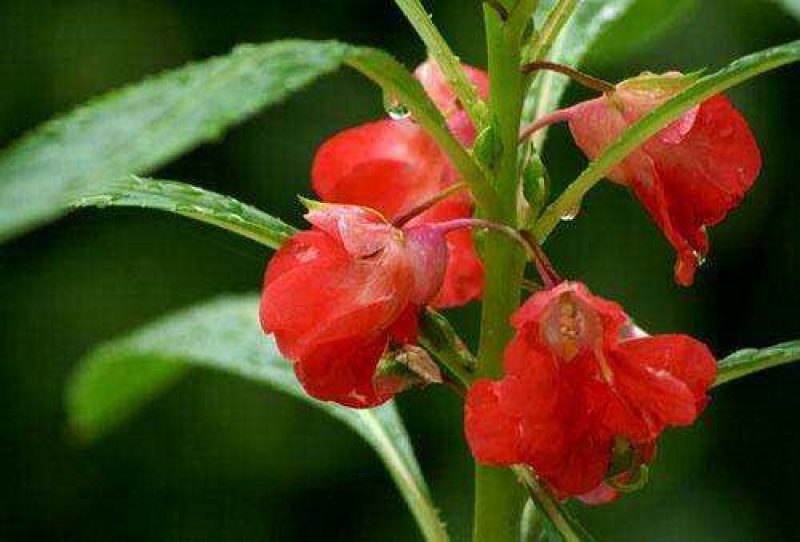凤仙花种子重瓣凤仙花种子四季易活指甲花新种子