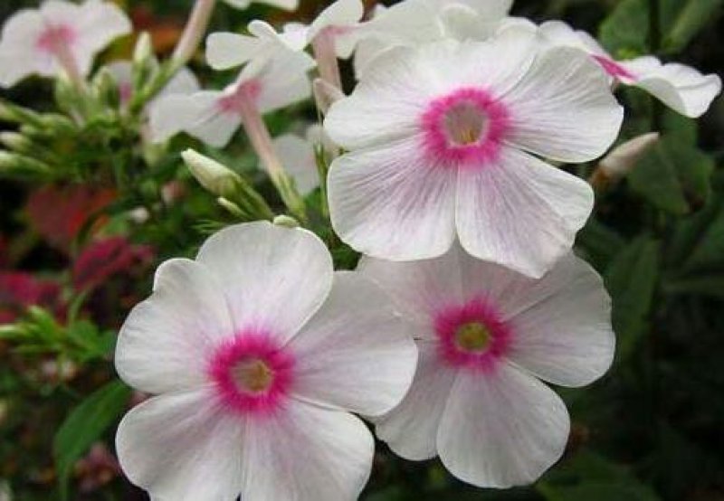 凤仙花种子重瓣凤仙花种子四季易活指甲花新种子
