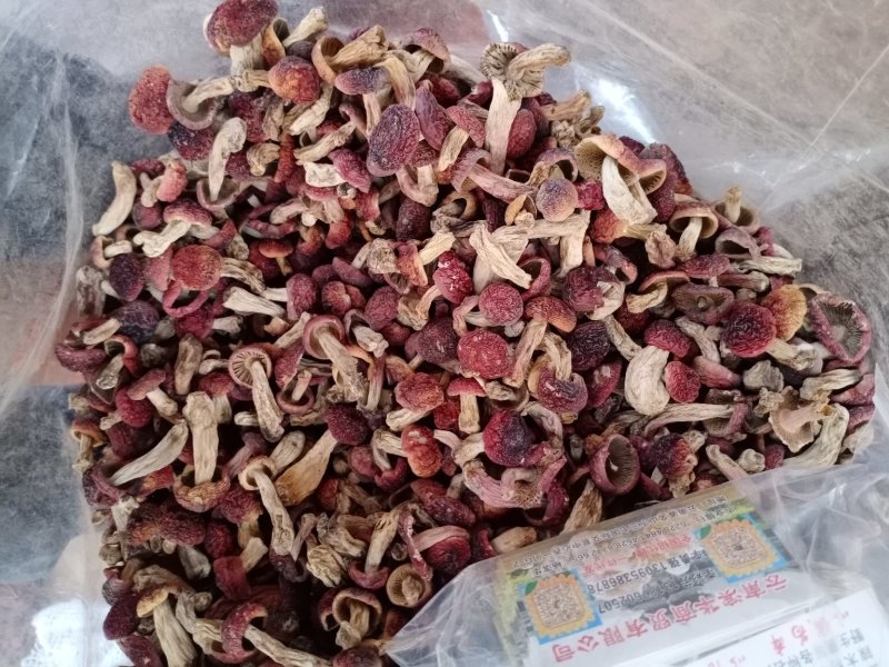 云南红菇野生红菇一手货源量大从优