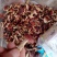 云南红菇野生红菇一手货源量大从优