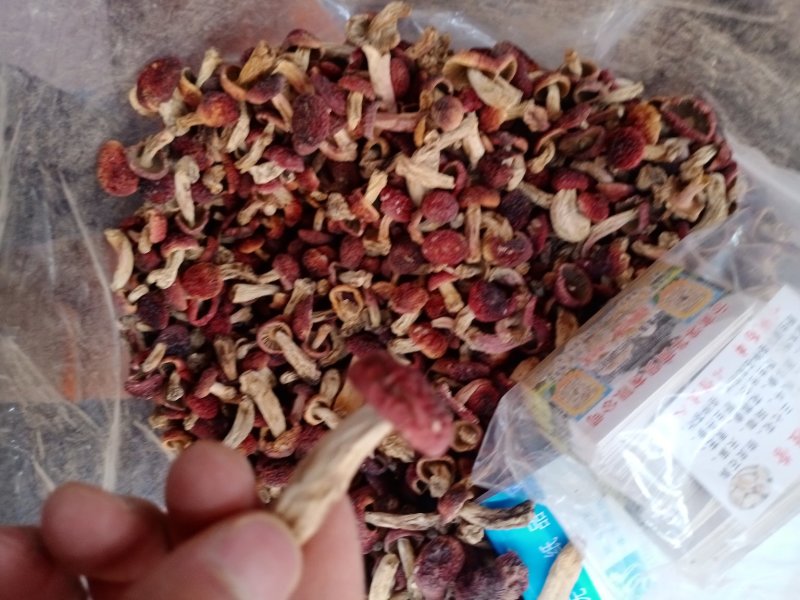 云南红菇野生红菇一手货源量大从优