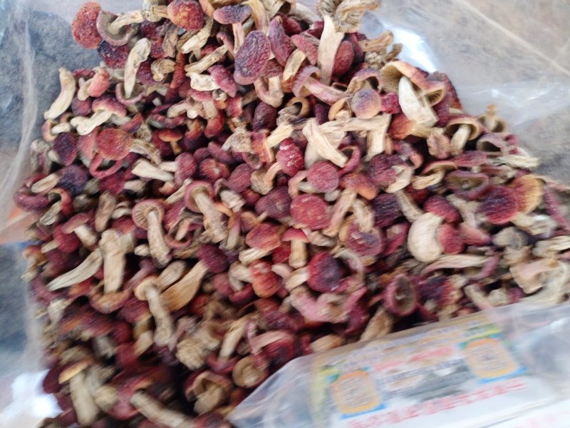 云南红菇野生红菇一手货源量大从优