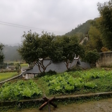 杨梅树