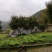 杨梅树