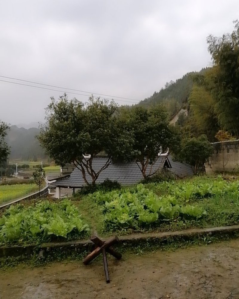 杨梅树