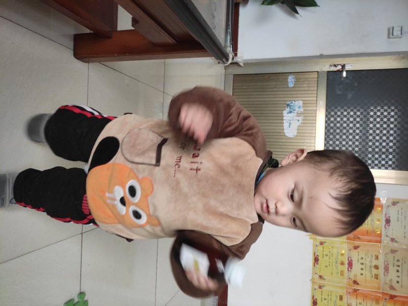枸橘苗篱笆用枸橘苗