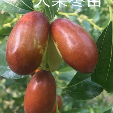 中华大梨枣苗大果梨型枣子树苗嫁接大梨枣南方北方种植