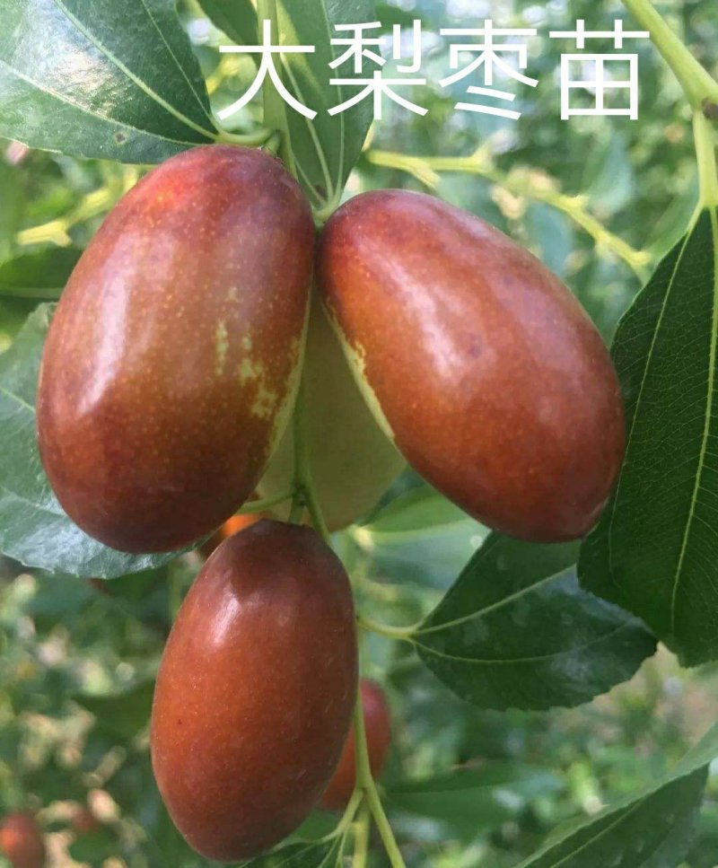 中华大梨枣苗大果梨型枣子树苗嫁接大梨枣南方北方种植