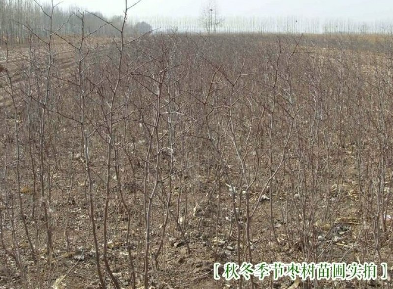 中华大梨枣苗大果梨型枣子树苗嫁接大梨枣南方北方种植