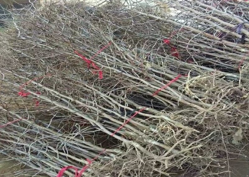 中华大梨枣苗大果梨型枣子树苗嫁接大梨枣南方北方种植