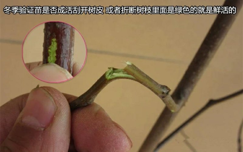 中华大梨枣苗大果梨型枣子树苗嫁接大梨枣南方北方种植