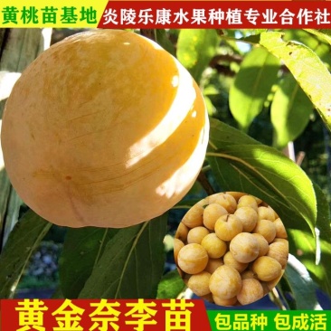 黄金奈李苗