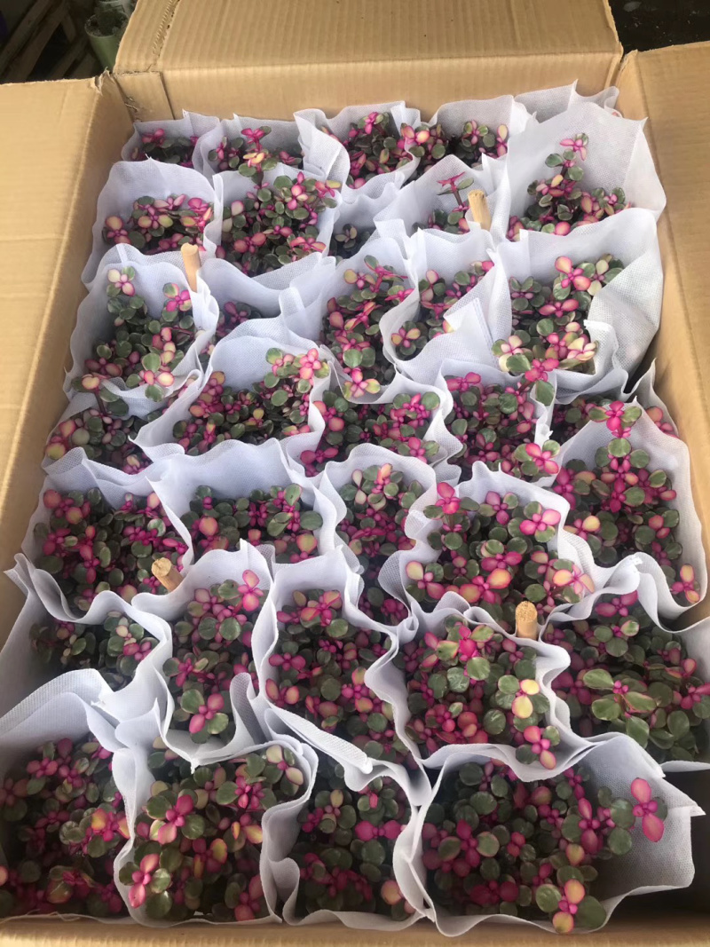 【常年供应】雅乐之舞多肉盆景.规格齐全整箱批发欢迎咨询