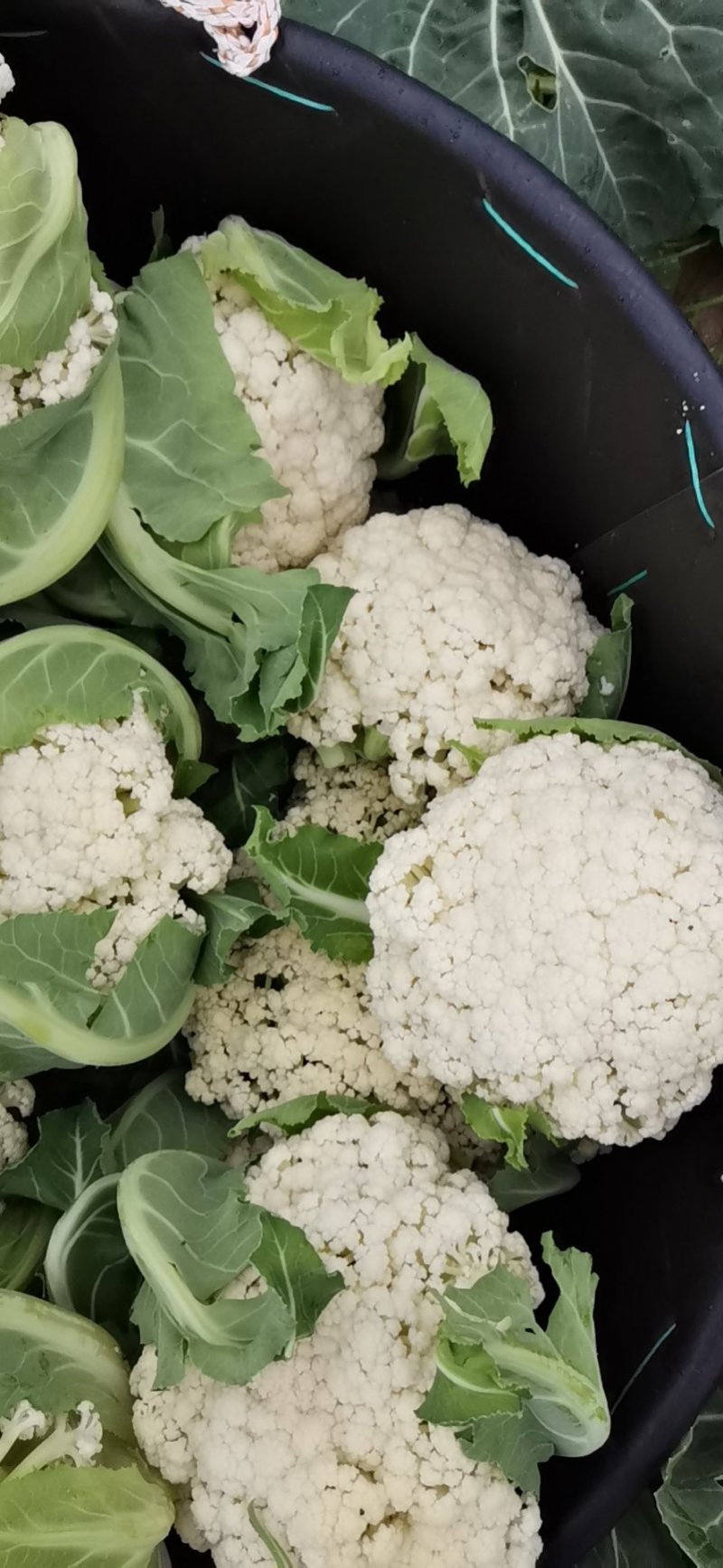 大棚白面青梗有机松小米花菜