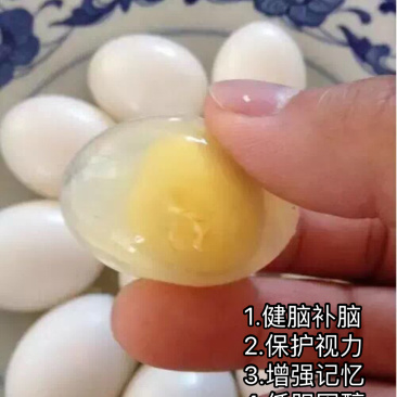 新鲜鸽子蛋