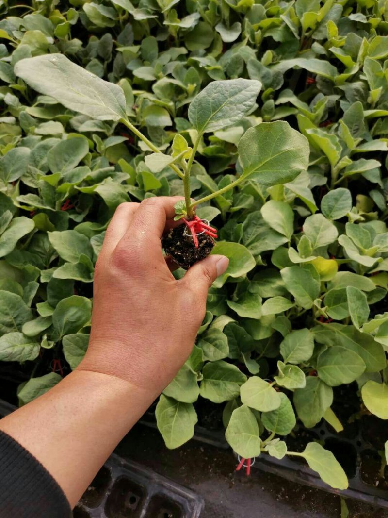 【优质】青茄苗(有嫁接苗、自根苗）抗病强果型大基地直供