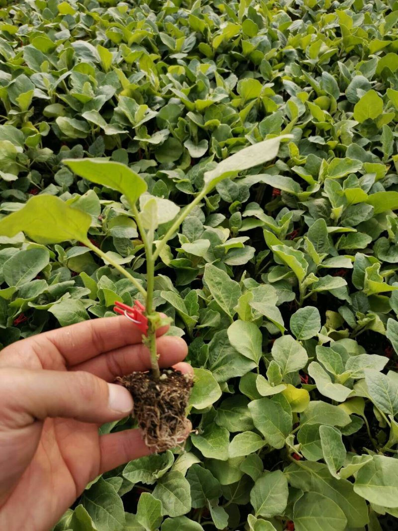 【优质】青茄苗(有嫁接苗、自根苗）抗病强果型大基地直供