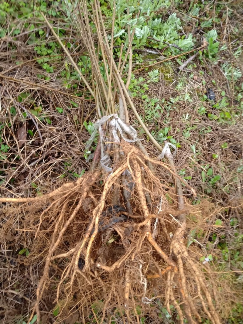 新品种李子苗正宗贵州蜂糖李子苗二年苗基地直发