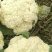 有机花菜苗，露地越冬菜花苗80天-108天菜花苗