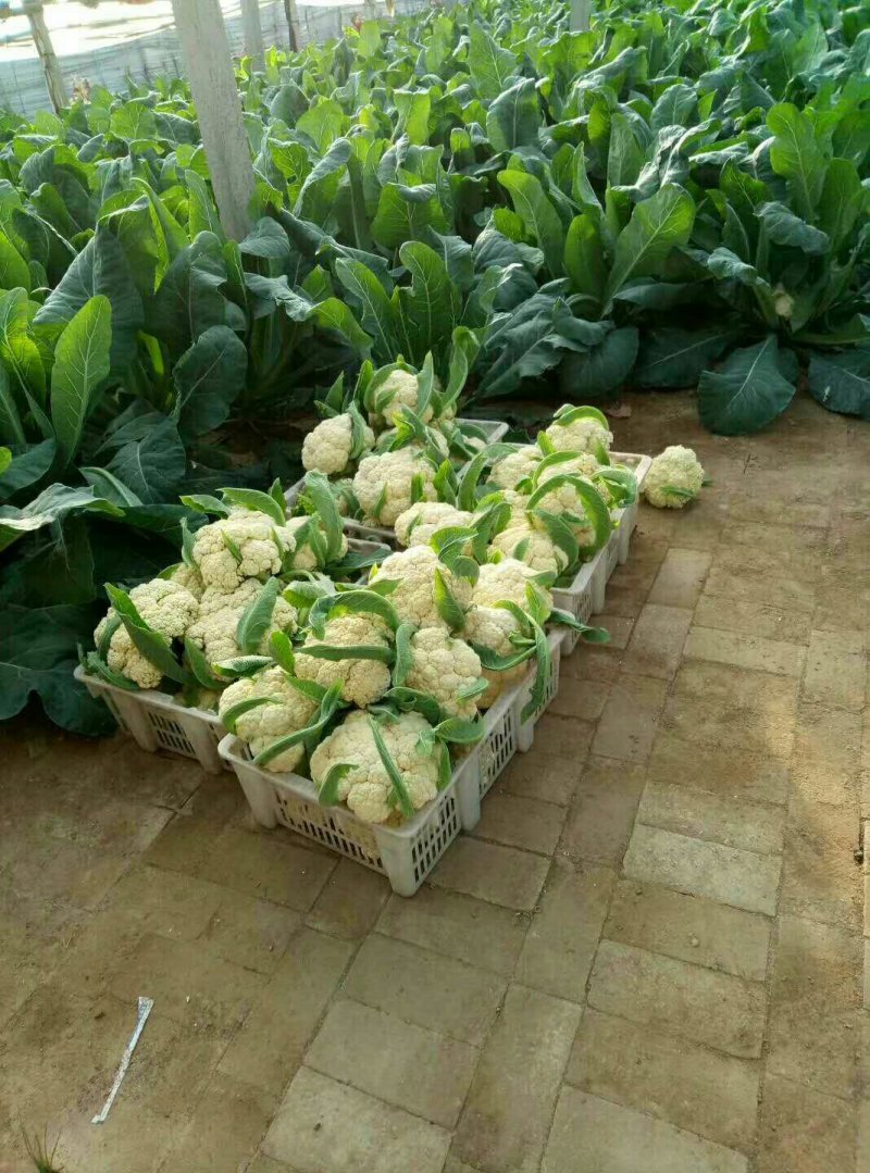 有机花菜苗，露地越冬菜花苗80天-108天菜花苗
