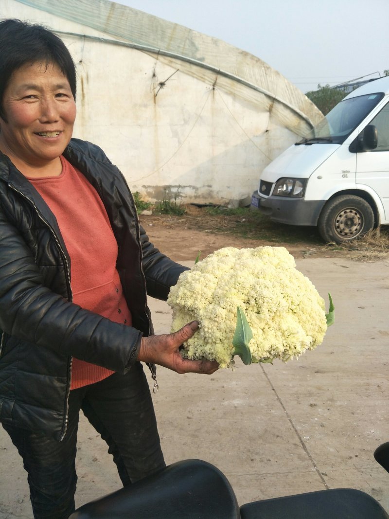 有机花菜苗，露地越冬菜花苗80天-108天菜花苗