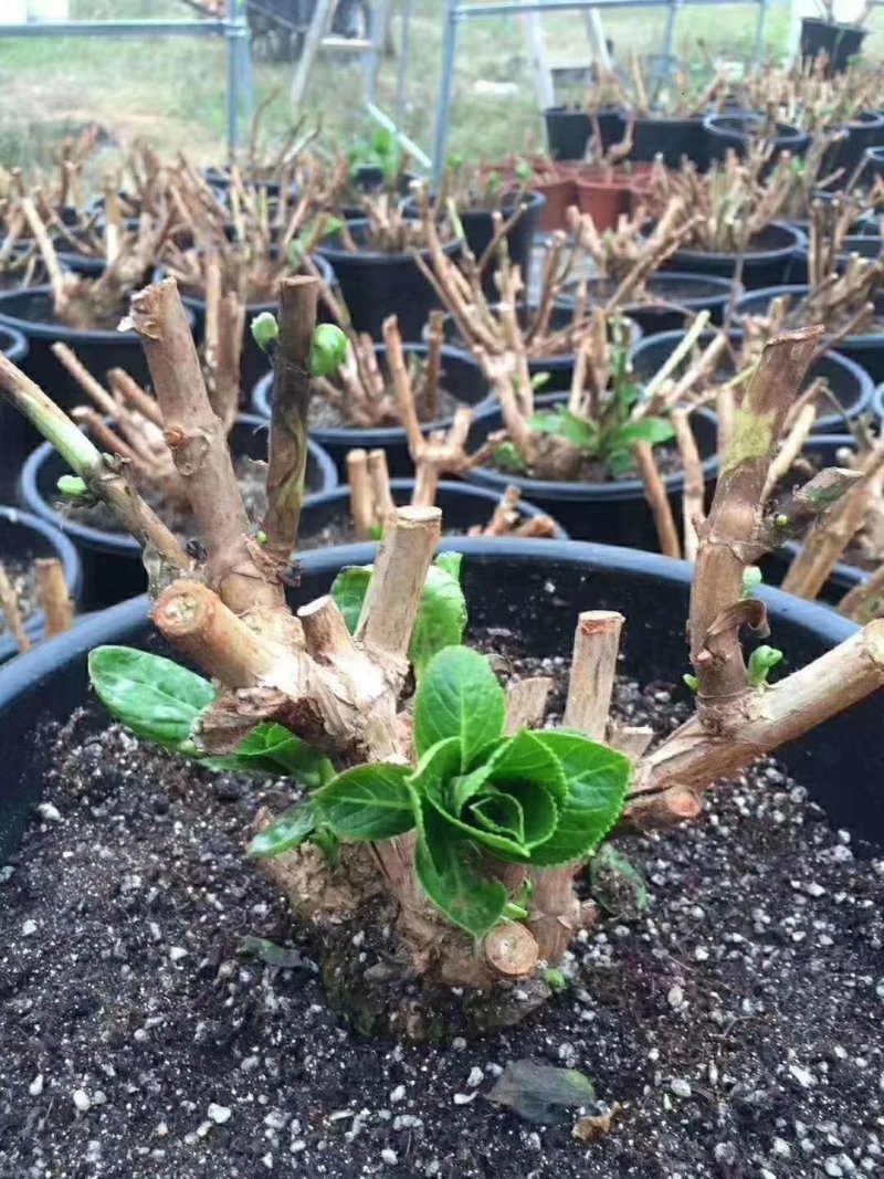 八仙花绣球苗重瓣无尽夏四季开花不断盆栽花观赏