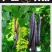 大解果植物腊肠果