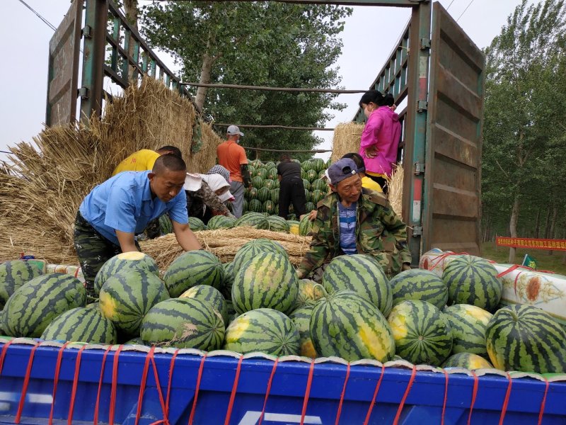 【优惠】【青农糖王】高密度、高糖度13.5—15.5度