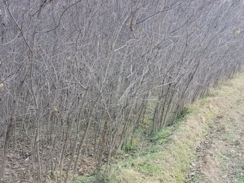 山杏