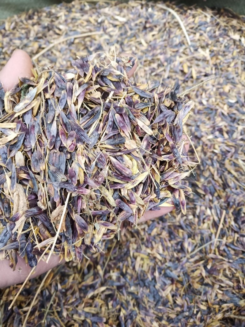 板蓝根籽板蓝根大叶小叶品种纯