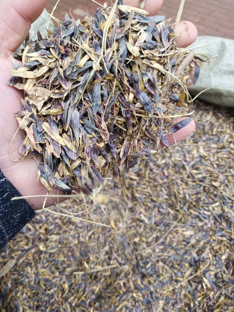 板蓝根籽板蓝根大叶小叶品种纯