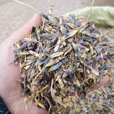 板蓝根籽板蓝根大叶小叶品种纯
