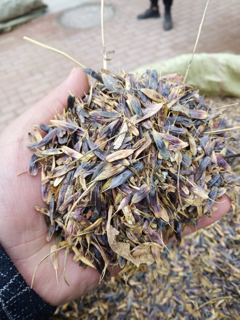 板蓝根籽板蓝根大叶小叶品种纯