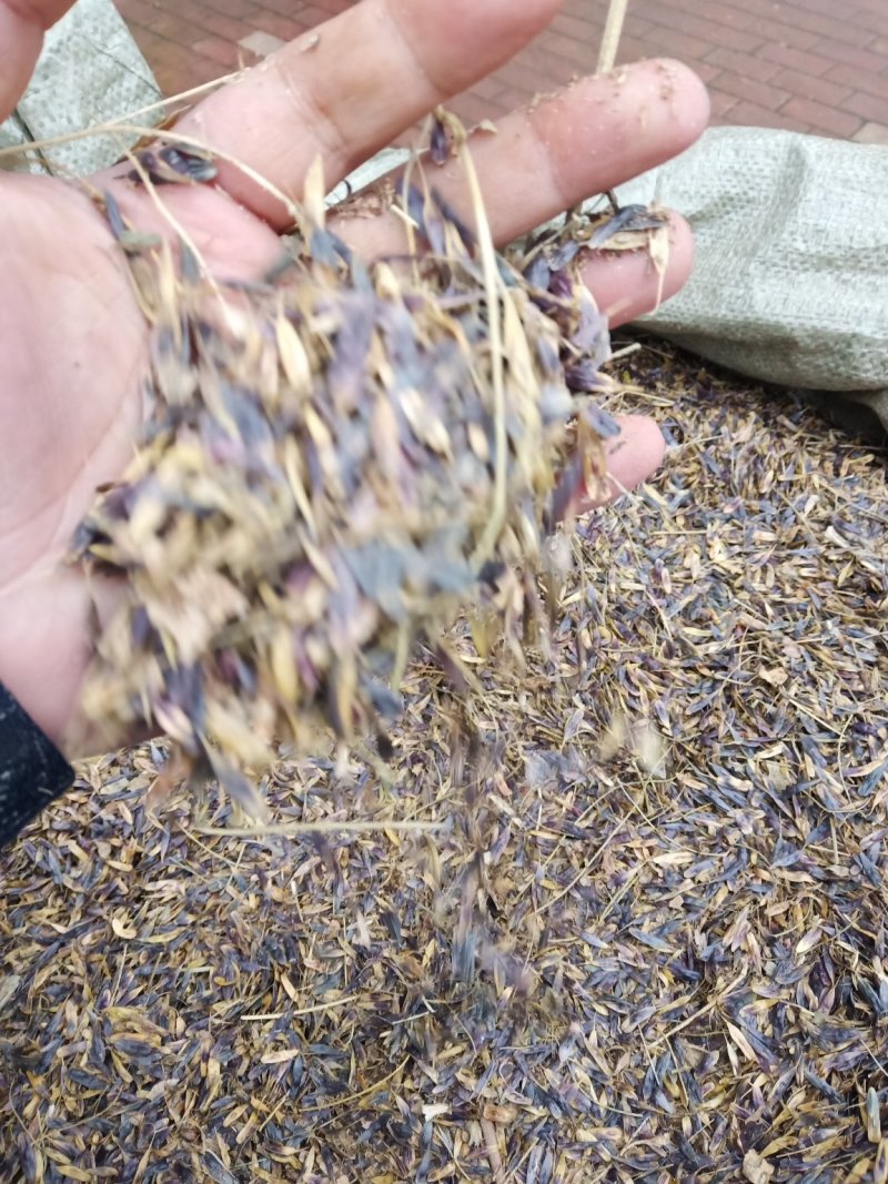 板蓝根籽板蓝根大叶小叶品种纯
