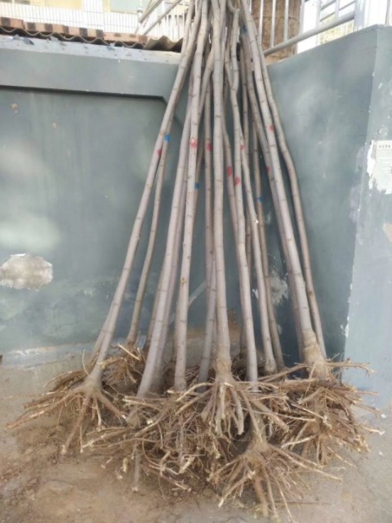 香花槐