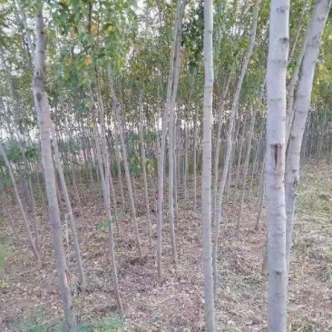 香花槐