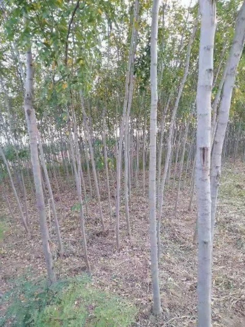 香花槐