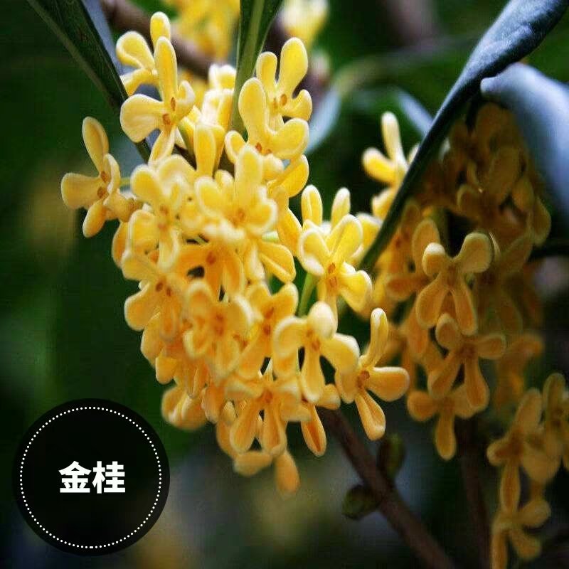 桂花苗金桂四季桂月桂丹桂朱砂桂浓香型四季开花苗场现挖现卖