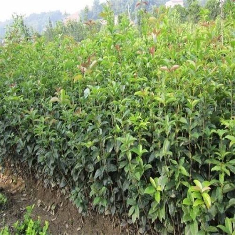 桂花苗金桂四季桂月桂丹桂朱砂桂浓香型四季开花苗场现挖现卖
