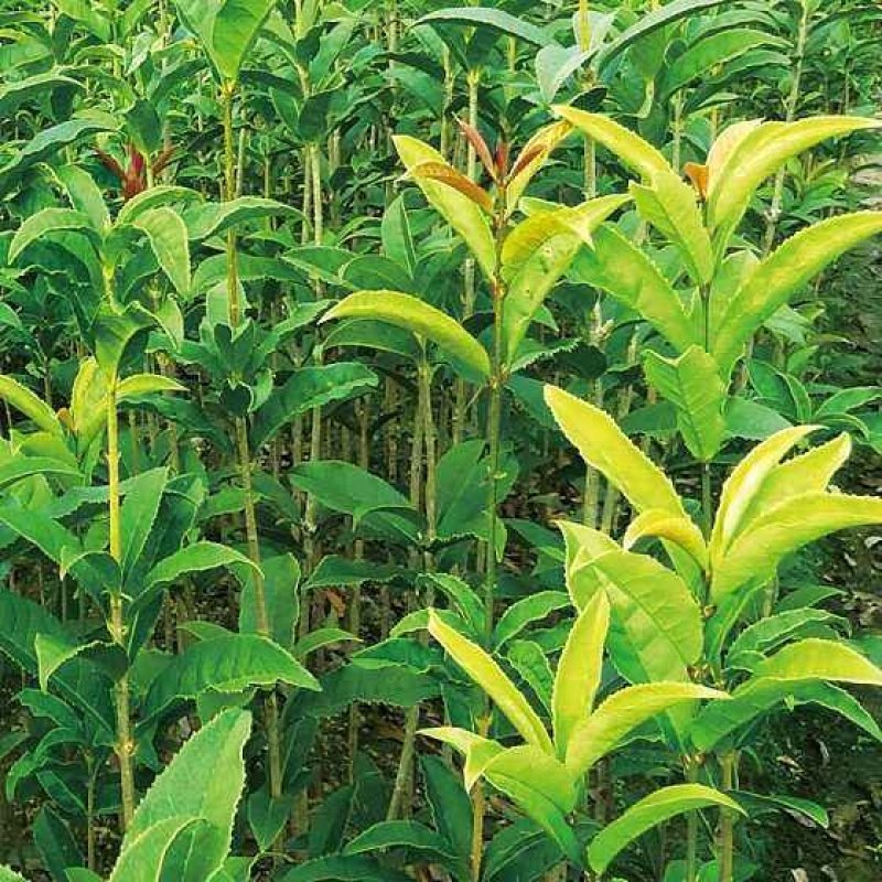 桂花苗金桂四季桂月桂丹桂朱砂桂浓香型四季开花苗场现挖现卖