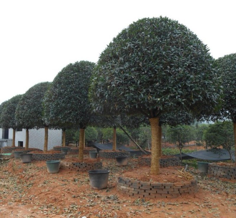 桂花苗金桂四季桂月桂丹桂朱砂桂浓香型四季开花苗场现挖现卖