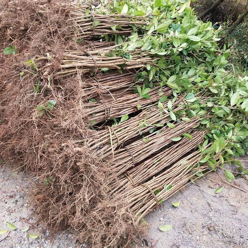 桂花苗金桂四季桂月桂丹桂朱砂桂浓香型四季开花苗场现挖现卖