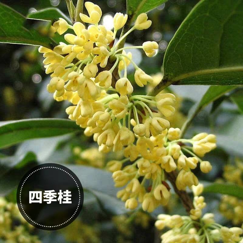 桂花苗金桂四季桂月桂丹桂朱砂桂浓香型四季开花苗场现挖现卖