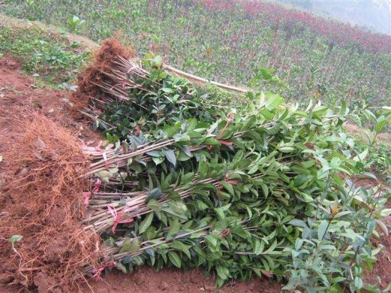 桂花苗金桂四季桂月桂丹桂朱砂桂浓香型四季开花苗场现挖现卖