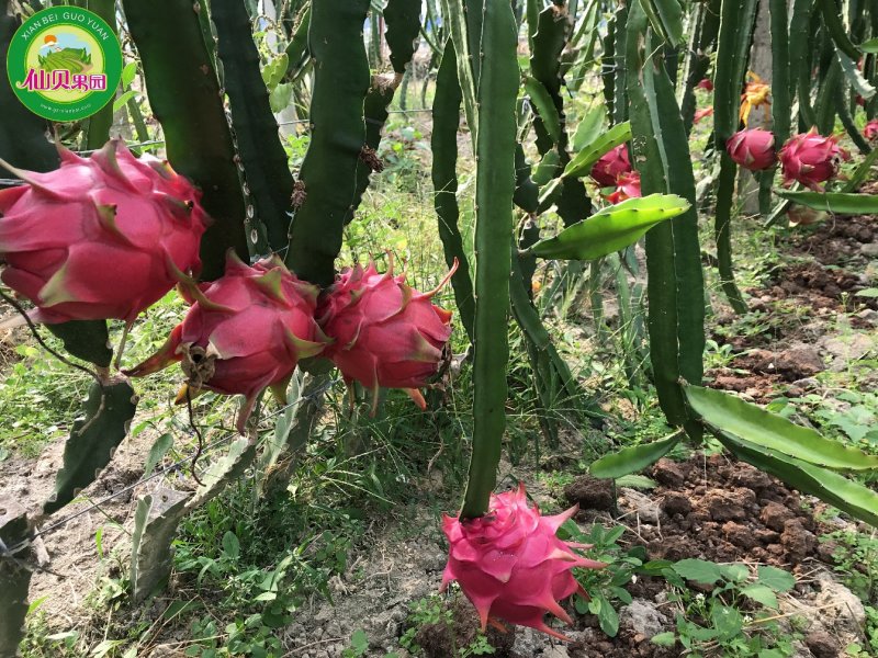 蜜玄龙火龙果苗批发大果型蜜玄龙广州基地直供保证质量