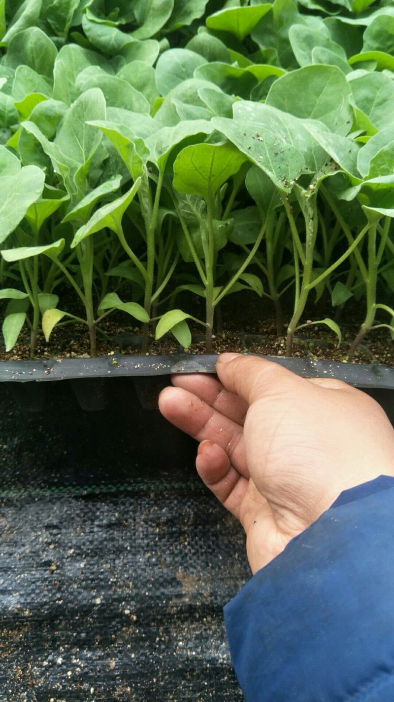【优质】青茄苗(有嫁接苗、自根苗）抗病强果型大基地直供