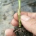 【优质】青茄苗(有嫁接苗、自根苗）抗病强果型大基地直供