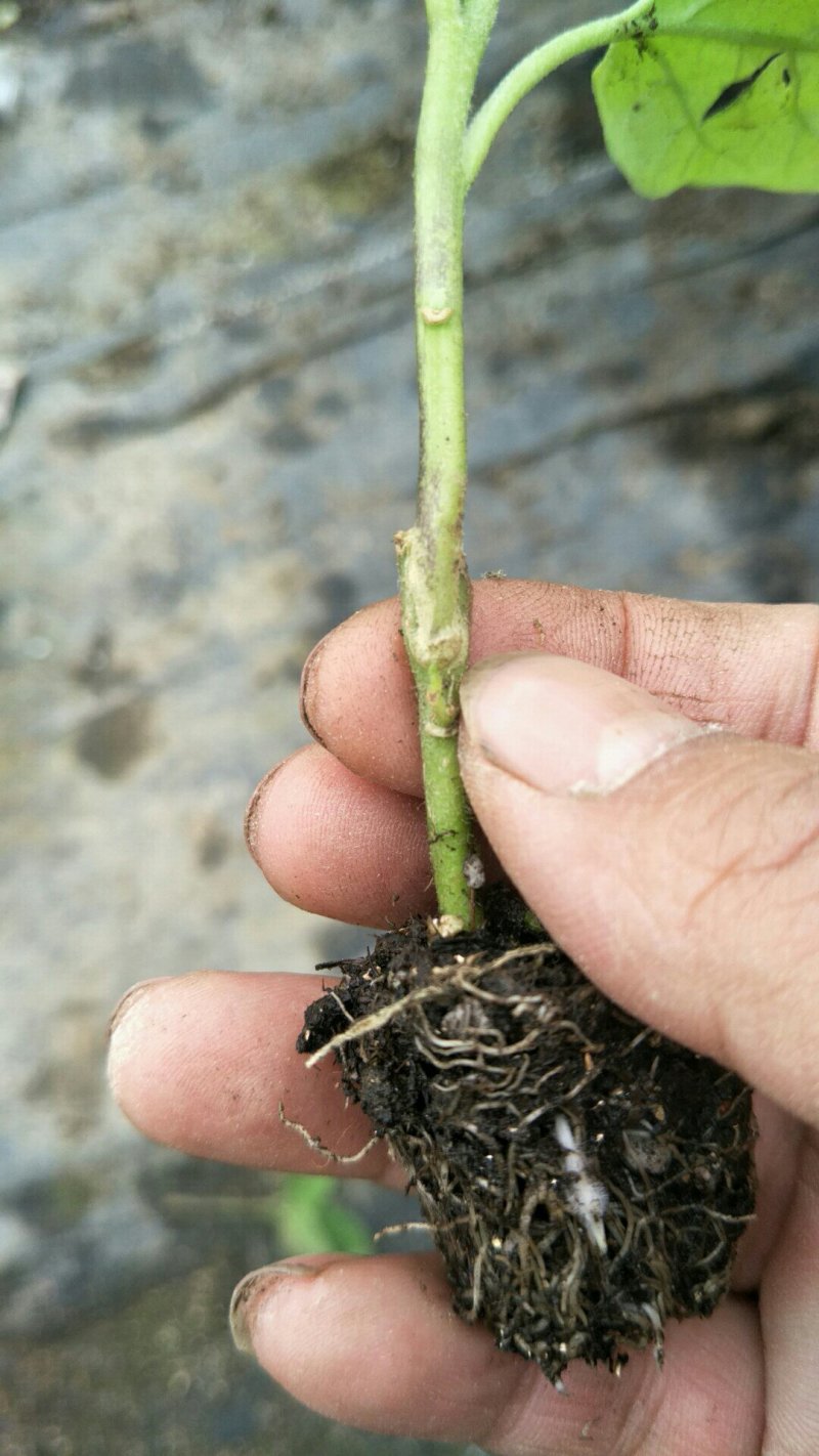 【优质】青茄苗(有嫁接苗、自根苗）抗病强果型大基地直供