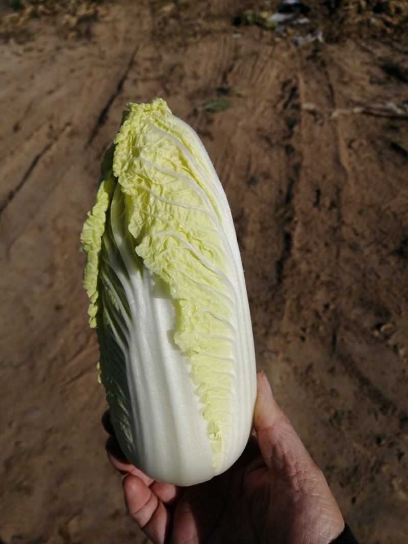 娃娃菜