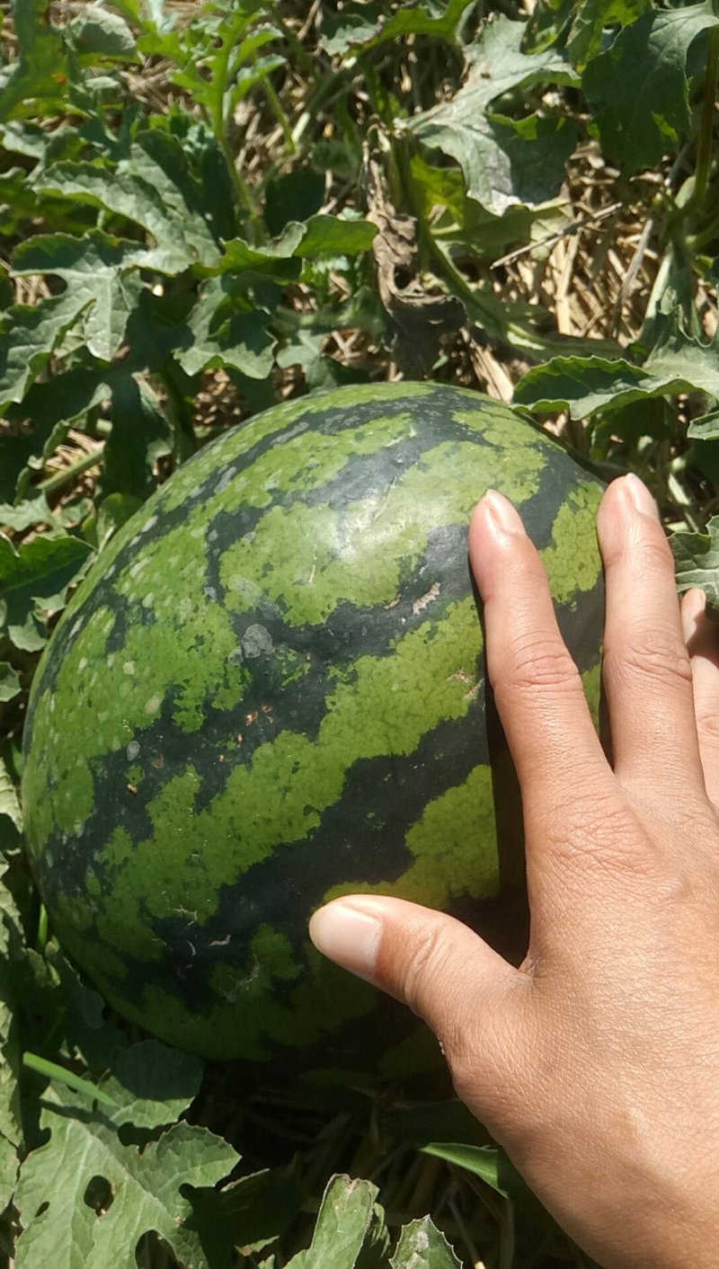 广东省阳江市阳西县上洋镇甜王.西瓜超甜一茬